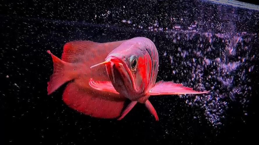 高縣紅龍魚（全網最詳細的養紅龍教程!耐心看完,一定會有收獲）