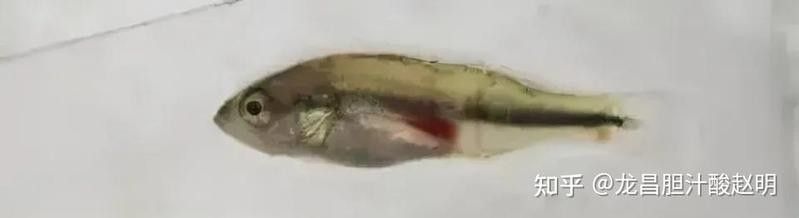 龍魚豎著身子多久會死亡（龍魚豎著身子多久會死亡養魚人一定要注意這個問題） 龍魚豎著身子多久會死亡（龍魚豎著身子多久會死亡養魚人一定要注意這個問題） 龍魚百科 第3張