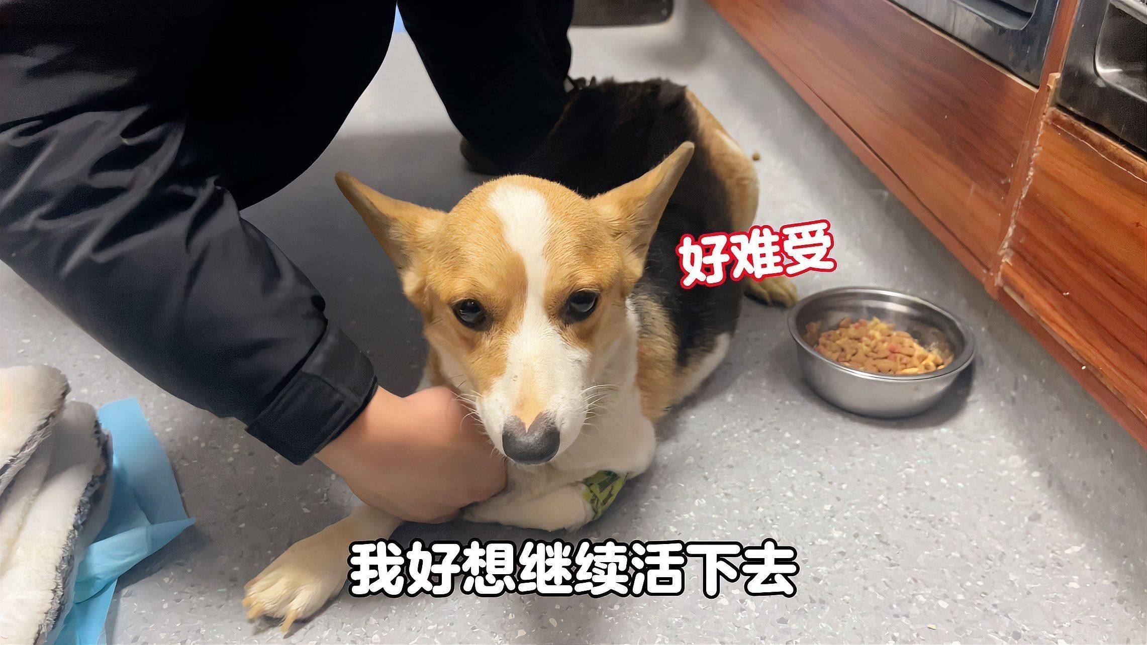 感染性腹水和代謝性腹水的典型病例（感染性腹水與代謝性腹水的區(qū)別）