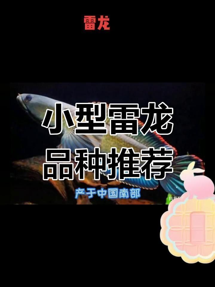 最小的龍魚品種（最小的龍魚品種是什么）