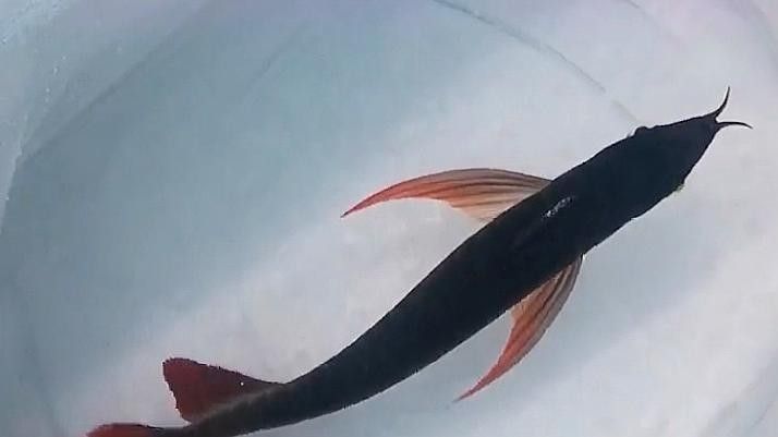 最小的龍魚品種（最小的龍魚品種是什么）
