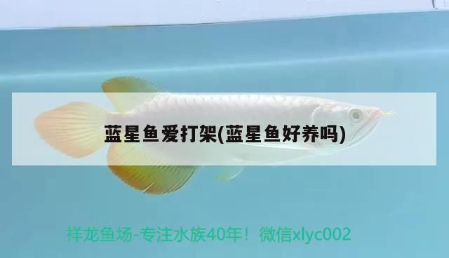 藍(lán)星魚(yú)愛(ài)打架(藍(lán)星魚(yú)好養(yǎng)嗎)（藍(lán)星魚(yú)愛(ài)打架） 藍(lán)星魚(yú)愛(ài)打架(藍(lán)星魚(yú)好養(yǎng)嗎)（藍(lán)星魚(yú)愛(ài)打架） 觀賞魚(yú)百科