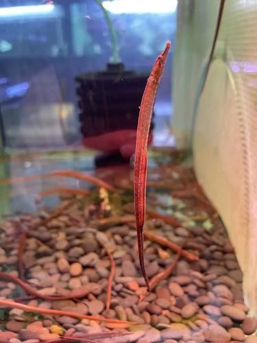 哪里可以找到高清的海龍魚圖片（如何獲取高清海龍魚圖片） 哪里可以找到高清的海龍魚圖片（如何獲取高清海龍魚圖片） 龍魚百科 第9張