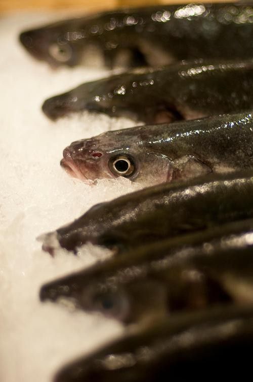 哪里可以找到高清的海龍魚圖片（如何獲取高清海龍魚圖片） 哪里可以找到高清的海龍魚圖片（如何獲取高清海龍魚圖片） 龍魚百科 第19張