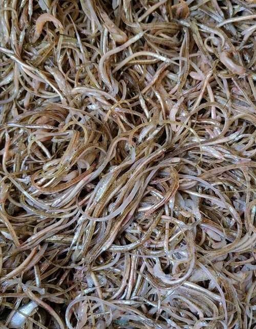 哪里可以找到高清的海龍魚圖片（如何獲取高清海龍魚圖片） 哪里可以找到高清的海龍魚圖片（如何獲取高清海龍魚圖片） 龍魚百科 第16張