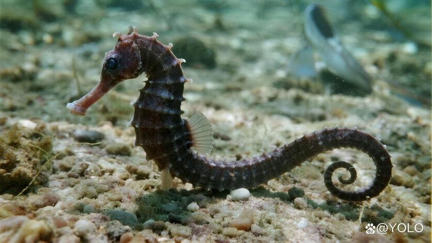 哪里可以找到高清的海龍魚圖片（如何獲取高清海龍魚圖片） 哪里可以找到高清的海龍魚圖片（如何獲取高清海龍魚圖片） 龍魚百科 第23張