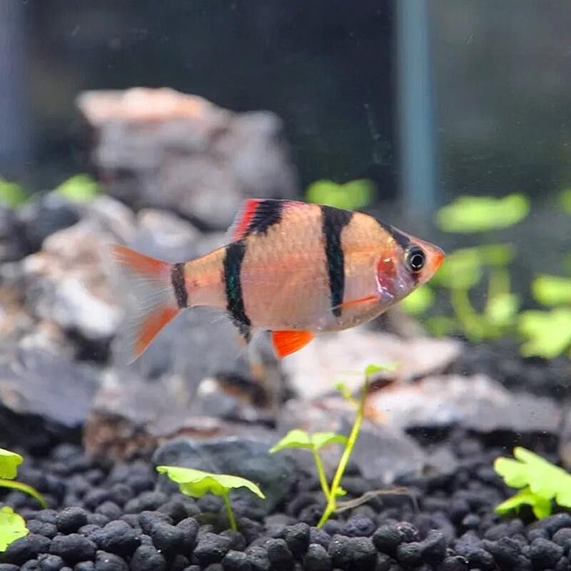 虎皮恐龍魚有哪些品種？（虎皮恐龍魚品種分類及特征虎皮恐龍魚品種分類及特征）