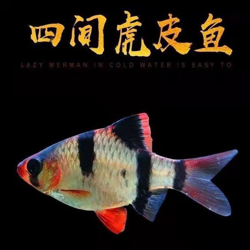 虎皮恐龍魚有哪些品種？（虎皮恐龍魚品種分類及特征虎皮恐龍魚品種分類及特征）