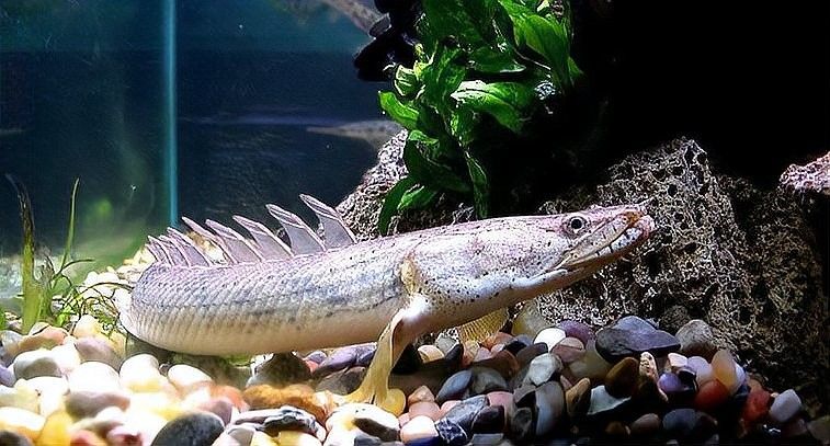 虎皮恐龍魚有哪些品種？（虎皮恐龍魚品種分類及特征虎皮恐龍魚品種分類及特征）