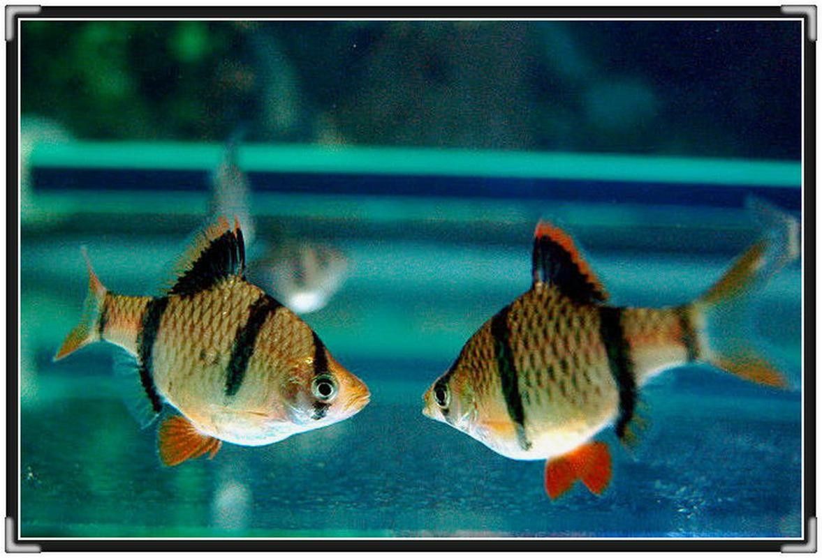 虎皮恐龍魚有哪些品種？（虎皮恐龍魚品種分類及特征虎皮恐龍魚品種分類及特征）