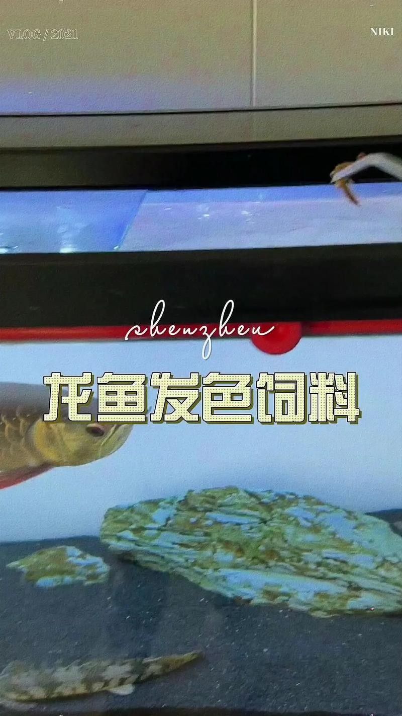 綠皮紅龍發色需要哪些飼料？（yuki紅龍魚飼料品牌排行榜yuki紅龍魚飼料品牌排行榜）