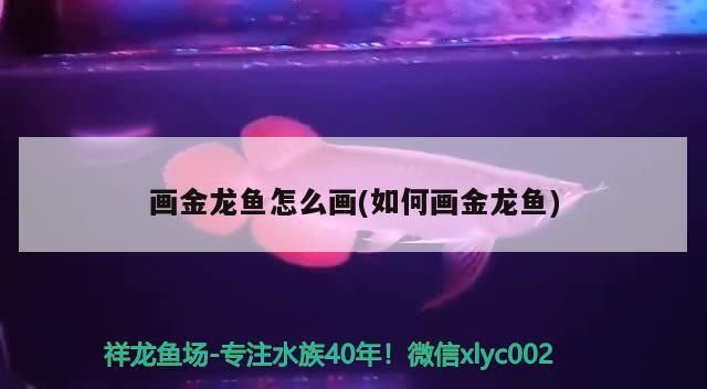 虎紋恐龍魚的壽命是多長時間(虎斑恐龍魚的壽命)（畫金龍魚怎么畫） 虎紋恐龍魚的壽命是多長時間(虎斑恐龍魚的壽命)（畫金龍魚怎么畫） 觀賞魚百科