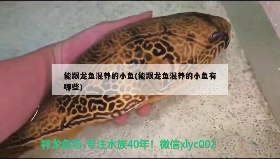 能跟龍魚混養的小魚(能跟龍魚混養的小魚有哪些)（什么魚可以和龍魚混養）