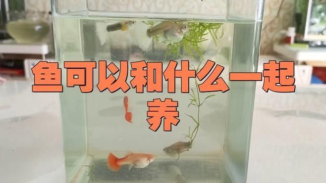 混養(yǎng)魚的最佳搭配有哪些（混養(yǎng)觀賞魚最佳搭配）