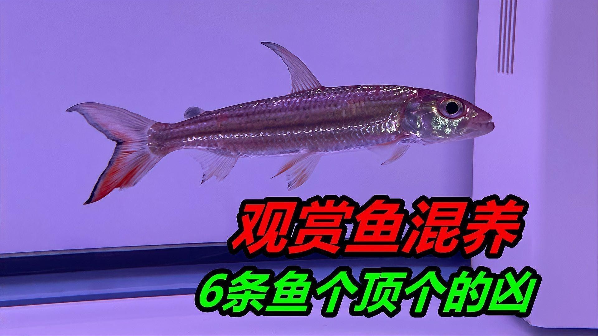 混養(yǎng)魚的最佳搭配有哪些（混養(yǎng)觀賞魚最佳搭配）