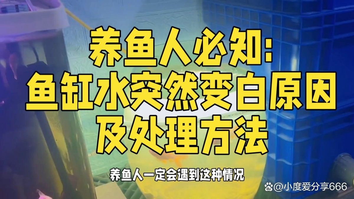 魚缸水發白會影響龍魚嗎？（魚缸水發白會對龍魚造成影響嗎？）
