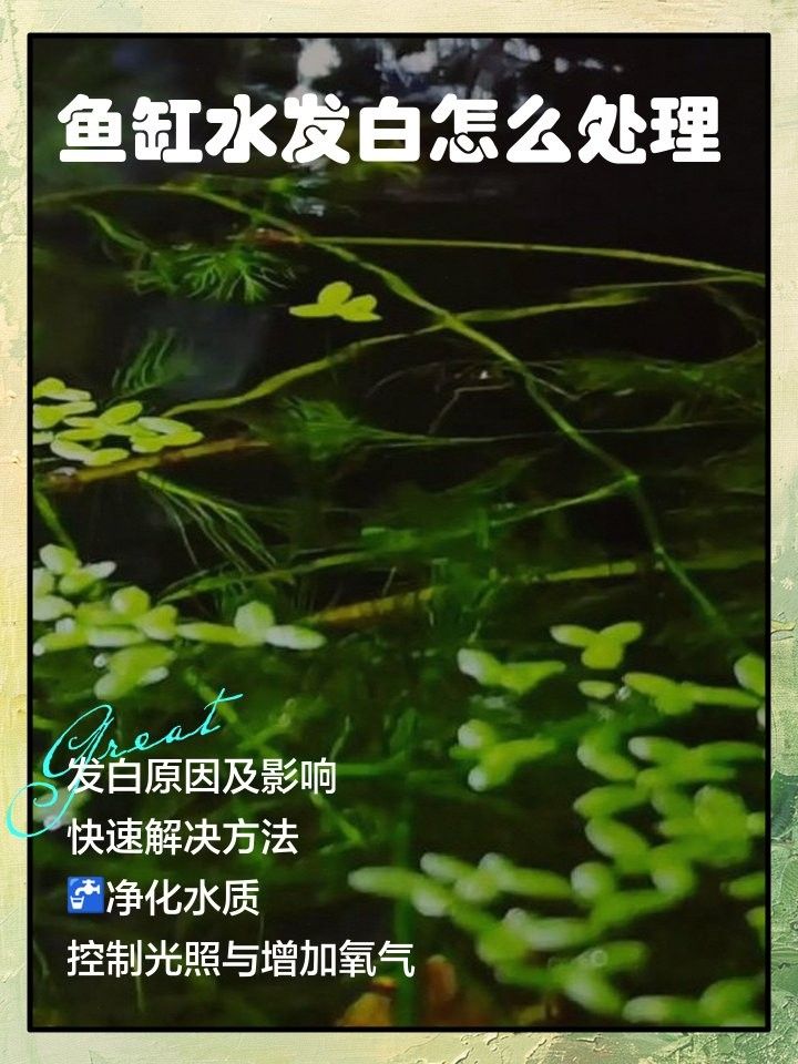 魚缸水發白會影響龍魚嗎？（魚缸水發白會對龍魚造成影響嗎？）