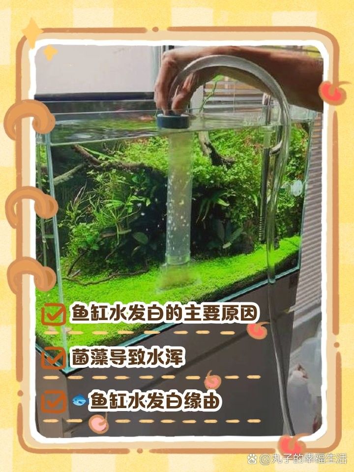 魚缸水發白會影響龍魚嗎？（魚缸水發白會對龍魚造成影響嗎？）