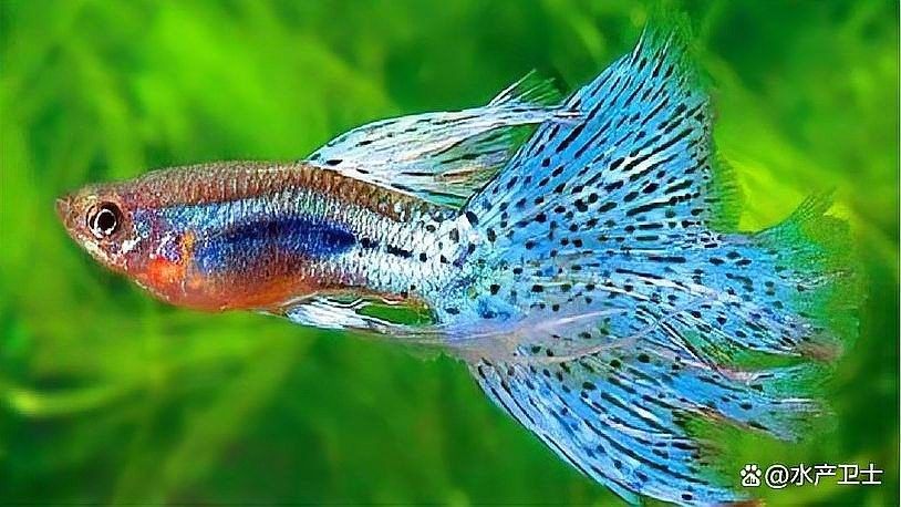 魚缸水發白會影響龍魚嗎？（魚缸水發白會對龍魚造成影響嗎？）