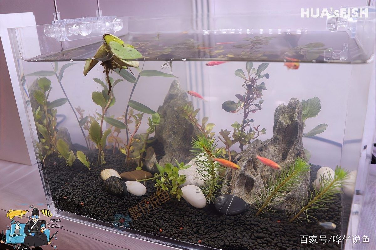 魚缸水發白會影響龍魚嗎？（魚缸水發白會對龍魚造成影響嗎？）