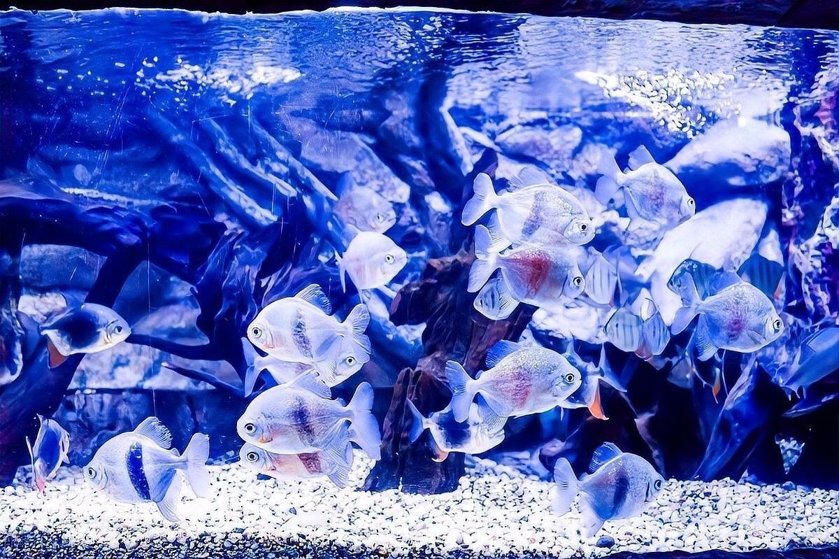 魚缸水發白會影響龍魚嗎？（魚缸水發白會對龍魚造成影響嗎？）