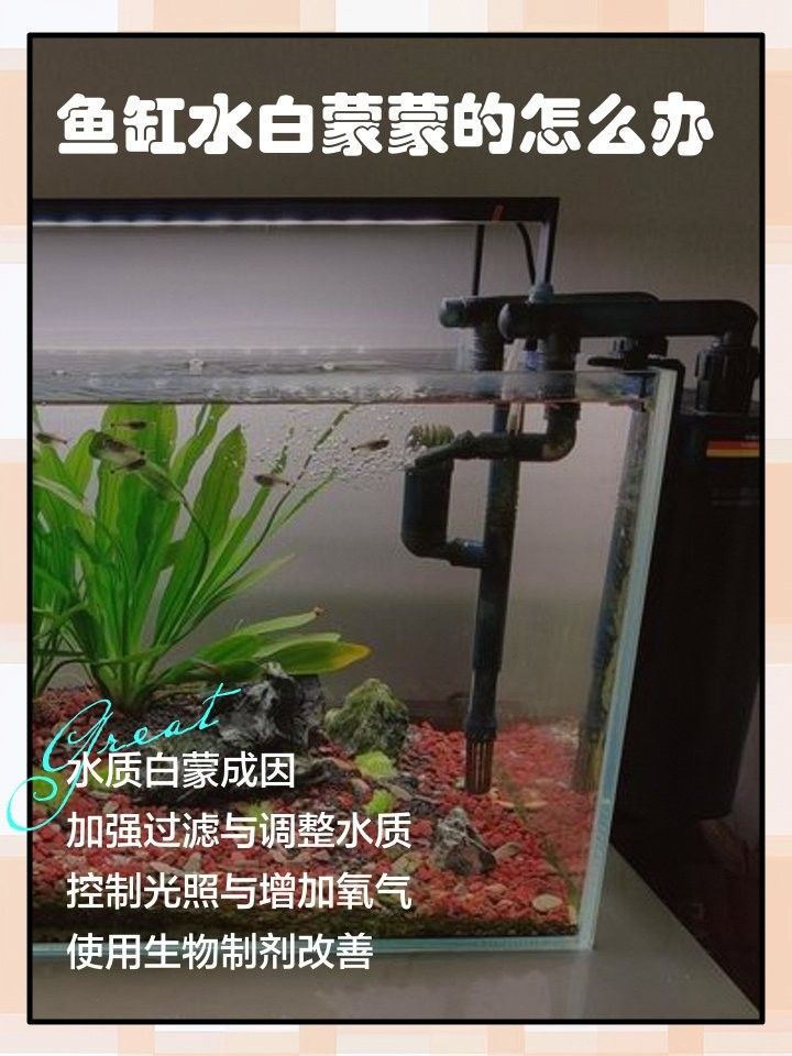 魚缸水發白會影響龍魚嗎？（魚缸水發白會對龍魚造成影響嗎？）