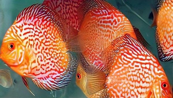 如何調節龍魚和七彩神仙魚的水質？（養魚老道，如何調配水質養七彩神仙魚）