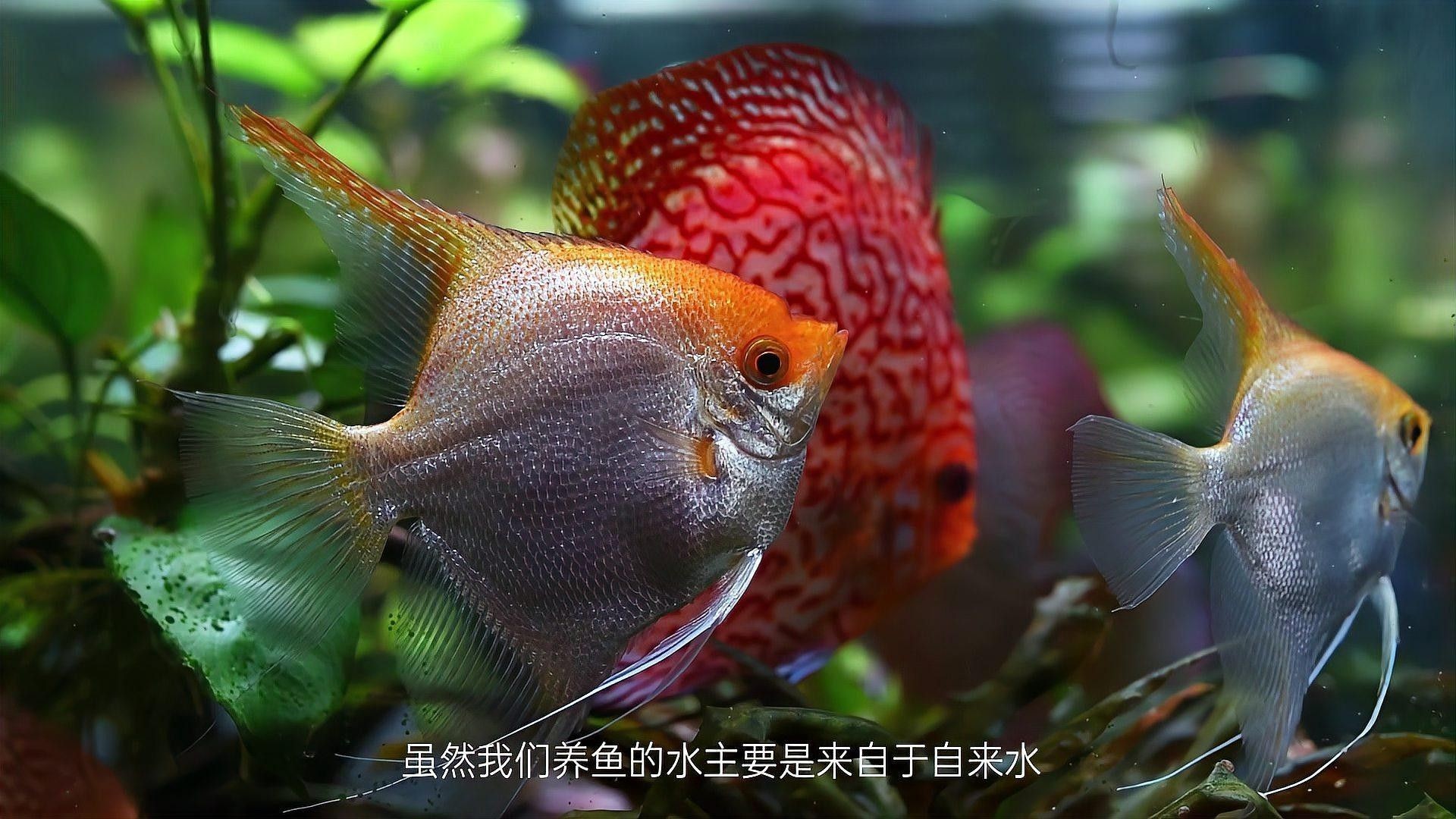 如何調節龍魚和七彩神仙魚的水質？（養魚老道，如何調配水質養七彩神仙魚）