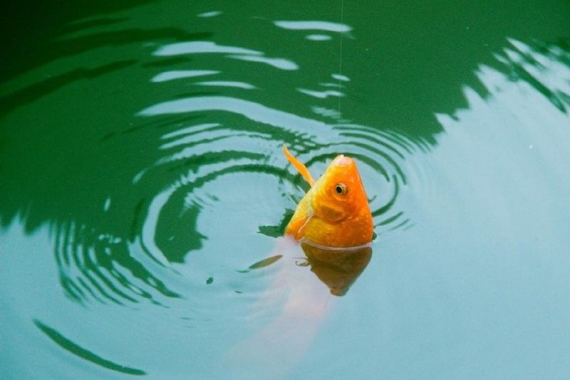 如何區分黑魔雷龍魚的年齡？（如何準確判斷一條魚的年齡）