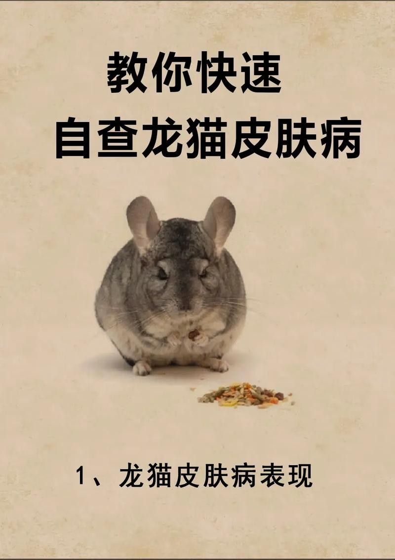 如何預防龍貓生病？（如何預防龍貓生病）