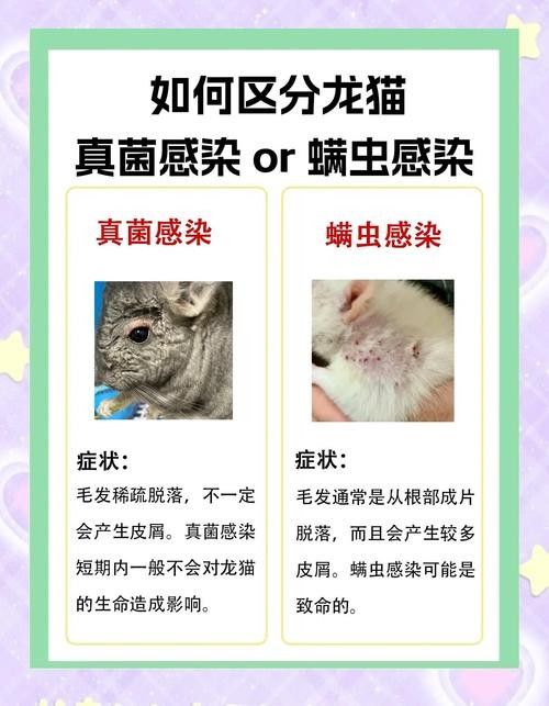 如何預防龍貓生病？（如何預防龍貓生病）