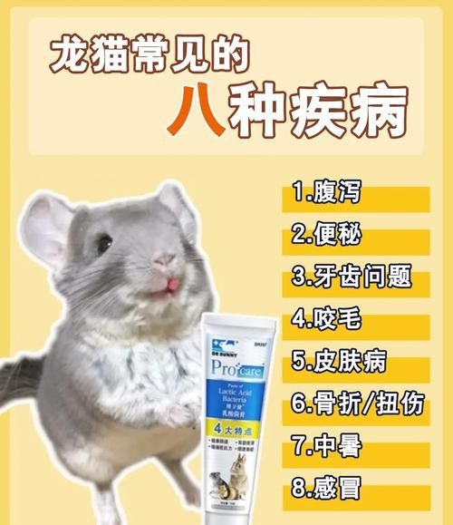 如何預防龍貓生病？（如何預防龍貓生病）