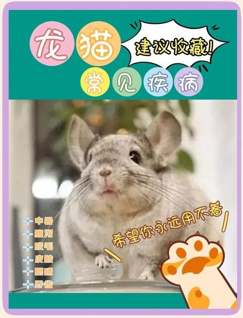 如何預防龍貓生病？（如何預防龍貓生病）