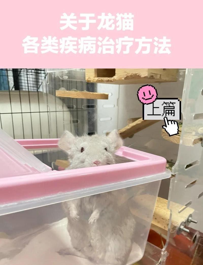如何預防龍貓生病？（如何預防龍貓生病）