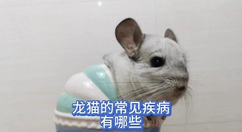 如何預防龍貓生病？（如何預防龍貓生病）
