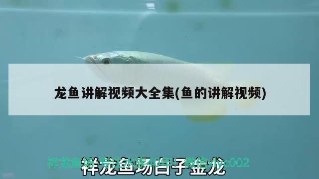 龍魚(yú)講解視頻大全集(魚(yú)的講解視頻)（金龍魚(yú)養(yǎng)殖方法視頻大全集，金龍魚(yú)養(yǎng)殖方法視頻教程）