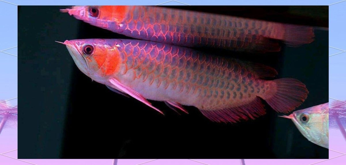金頭金龍的市場價格走勢如何（金頭金龍魚市場價格表大全金龍魚多少錢一條）