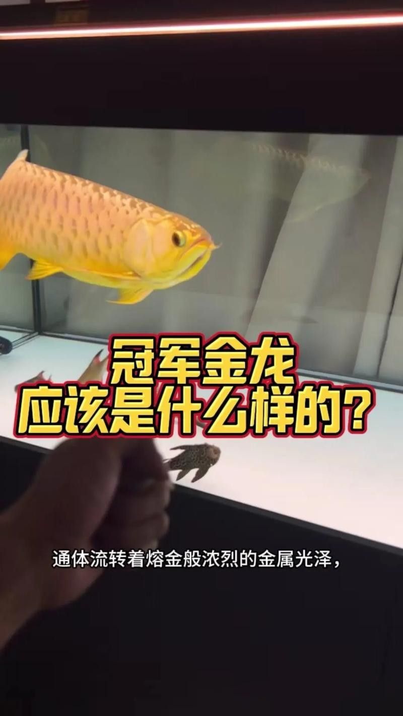 金龍魚冠軍有哪些品種（金龍魚冠軍品種）