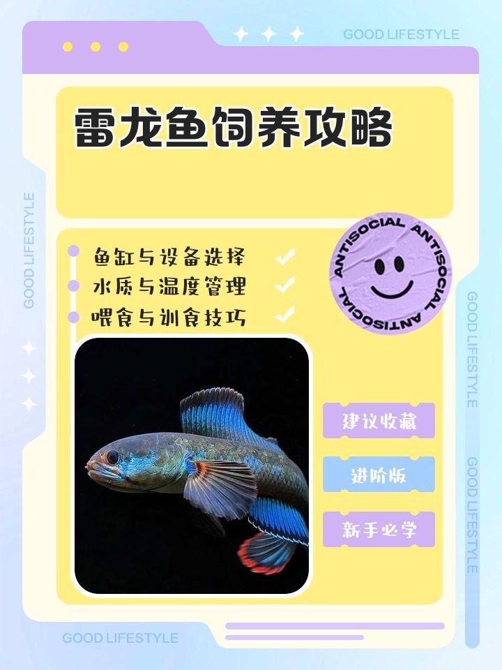 七彩雷龍魚混養(yǎng)的最佳魚缸尺寸（七彩雷龍混養(yǎng)的最佳魚缸尺寸）