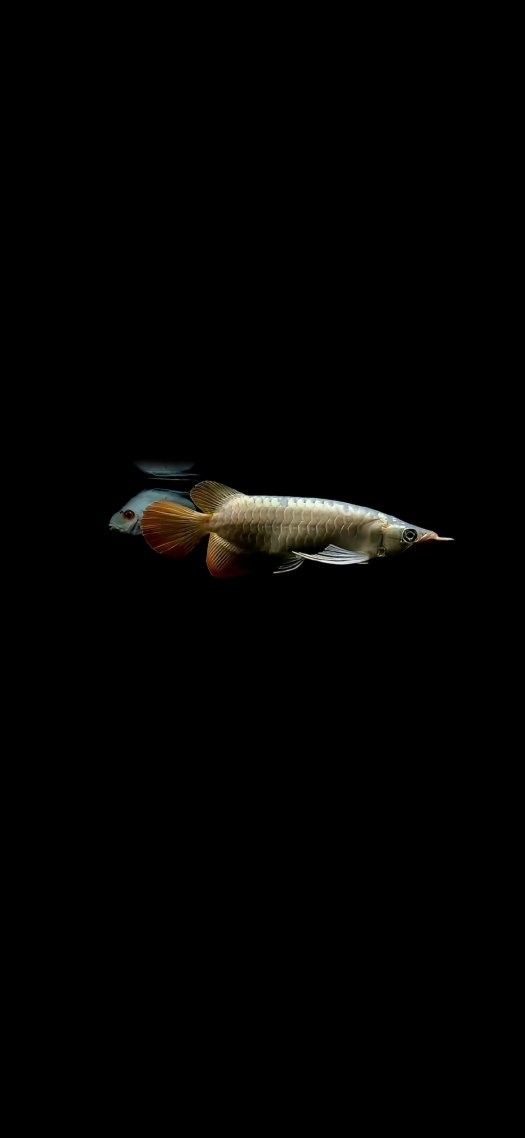 能推薦一些免費高清金龍魚壁紙嗎（免費高清金龍魚壁紙推薦：免費且高清金龍魚壁紙推薦） 能推薦一些免費高清金龍魚壁紙嗎（免費高清金龍魚壁紙推薦：免費且高清金龍魚壁紙推薦） 龍魚百科 第1張