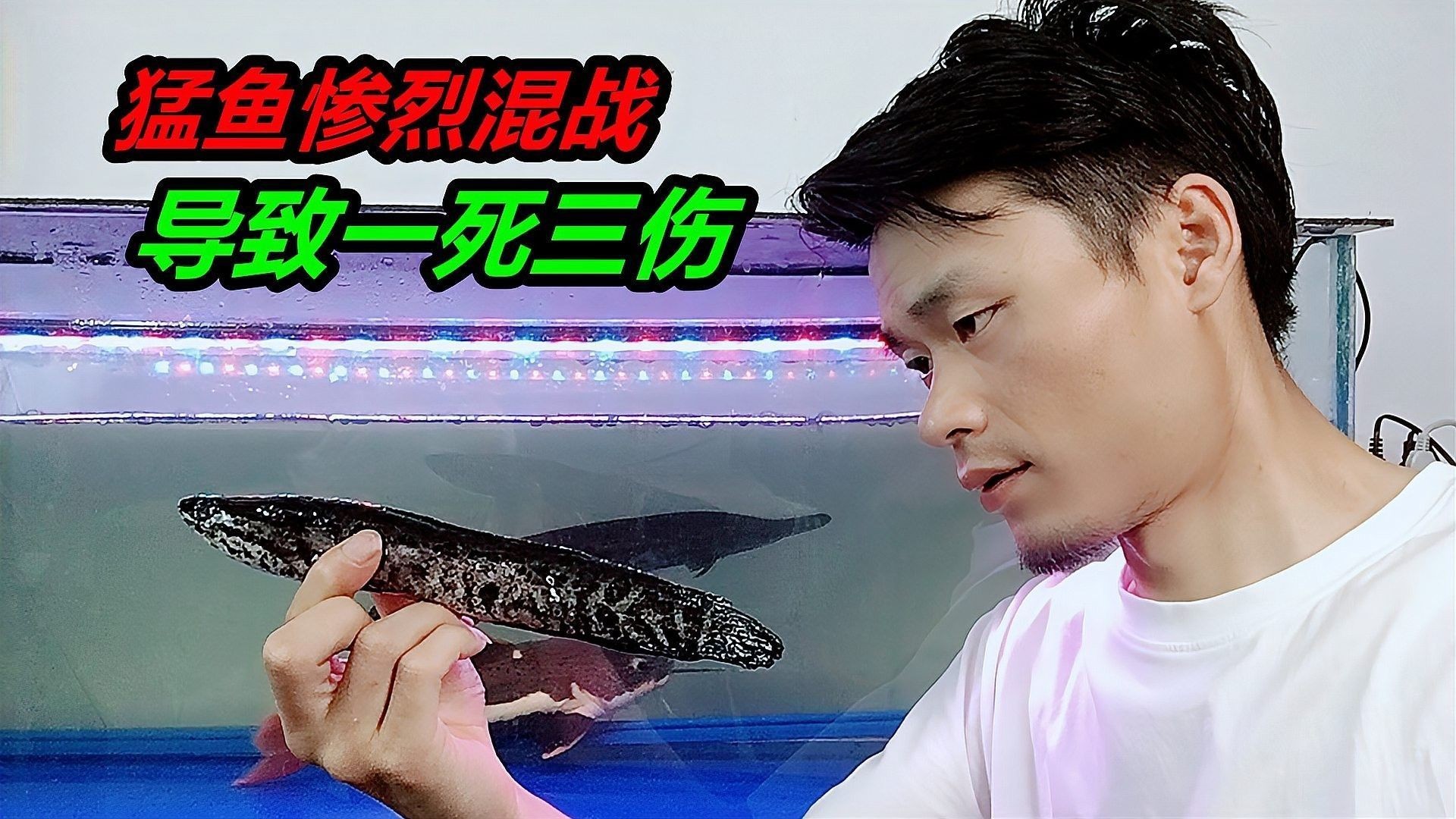 雷龍魚打架會致死嗎？（雷龍魚之間的爭斗可能涉及多種因素） 雷龍魚打架會致死嗎？（雷龍魚之間的爭斗可能涉及多種因素） 龍魚百科 第1張