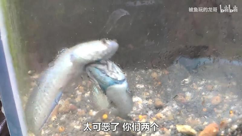 雷龍魚打架會致死嗎？（雷龍魚之間的爭斗可能涉及多種因素） 雷龍魚打架會致死嗎？（雷龍魚之間的爭斗可能涉及多種因素） 龍魚百科 第5張