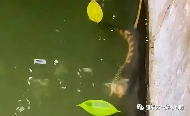 雷龍魚打架會致死嗎？（雷龍魚之間的爭斗可能涉及多種因素） 雷龍魚打架會致死嗎？（雷龍魚之間的爭斗可能涉及多種因素） 龍魚百科 第4張