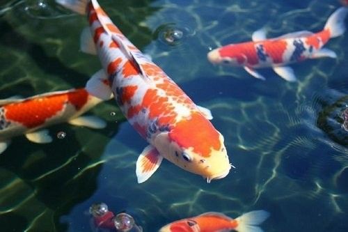 龍魚內出血后還能恢復嗎（龍魚內出血后多久可以恢復正常飲食龍魚內出血后多久恢復正常飲食）