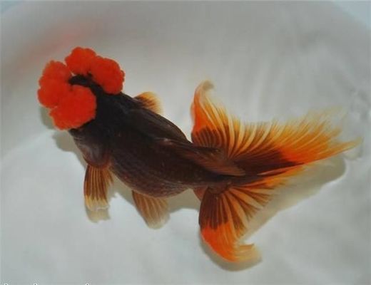 奈及利亞觀賞魚交易網站，利亞觀賞魚交易網站