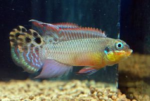 奈及利亞觀賞魚交易網站，利亞觀賞魚交易網站