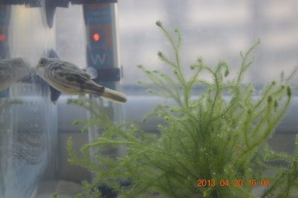 奈及利亞觀賞魚交易網站，利亞觀賞魚交易網站