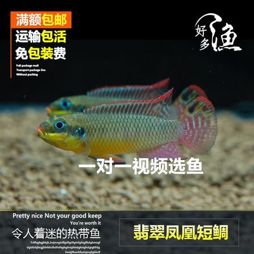 奈及利亞觀賞魚交易網站，利亞觀賞魚交易網站