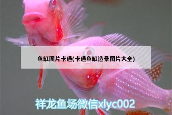 金龍魚燈擺放位置圖片欣賞(金龍魚缸燈光擺放位置)（金龍魚燈擺放位置圖片欣賞）