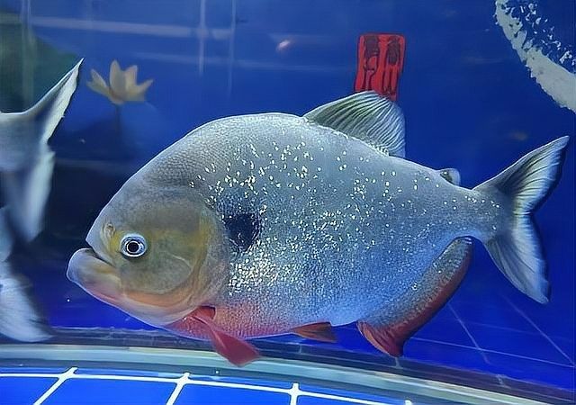 金龍魚和金槍魚哪個(gè)更兇猛（金槍魚和龍魚哪個(gè)更兇猛？） 金龍魚和金槍魚哪個(gè)更兇猛（金槍魚和龍魚哪個(gè)更兇猛？） 龍魚百科 第7張